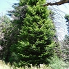 Plants: image 102 Of 208 Thumb